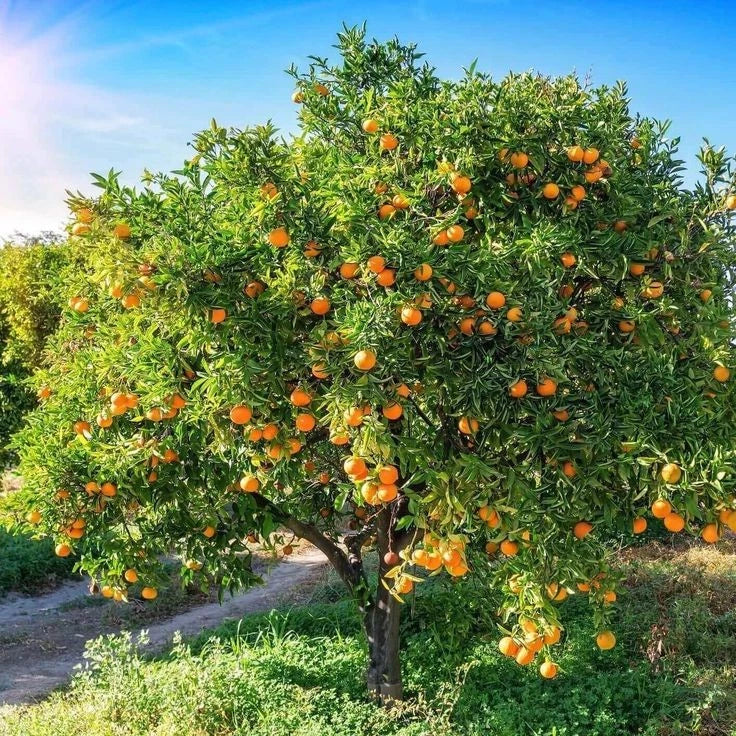 Fresh Navel Orange Seeds (Citrus sinensis var. Navel) – Premium Sweet Seedless Orange Fruit Tree Seeds for Planting (100+ Pcs)