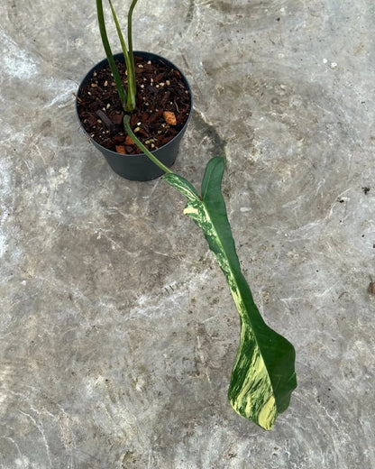 Philodendron joepii 'Variegated' - Rare 3-Leaf Tropical Aroid
