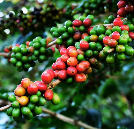 120+ SL34 Coffee Seeds (Coffea sp. / Premium Kenyan Highland Arabica Coffee Cultivar Bean Seeds) – Premium Botanical Specimen Plant Seeds for Planting