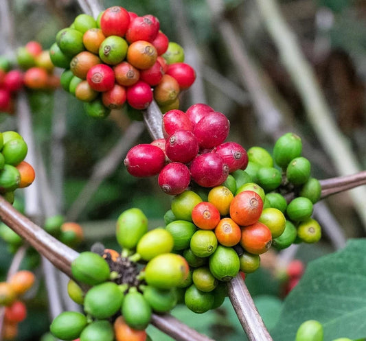 Icatu Coffee Seeds (Coffea sp. / 120+ Premium Disease-Resistant Specialty Coffee Bean Seeds) – Premium Botanical Specimen Plant Seeds for Planting