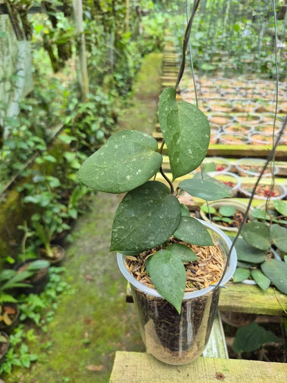 Hoya Verticillata x Imbricata Dark Form Tropical Indor Outdor Wax Plant