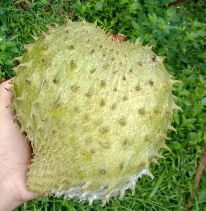 Premium Criolla Blanca Soursop Seeds (Annona muricata) – Sweet Exotic Guanabana Fruit Seeds for Planting