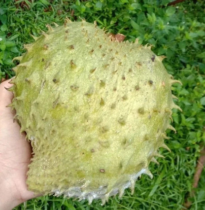 Premium Criolla Blanca Soursop Seeds (Annona muricata) – Sweet Exotic Guanabana Fruit Seeds for Planting