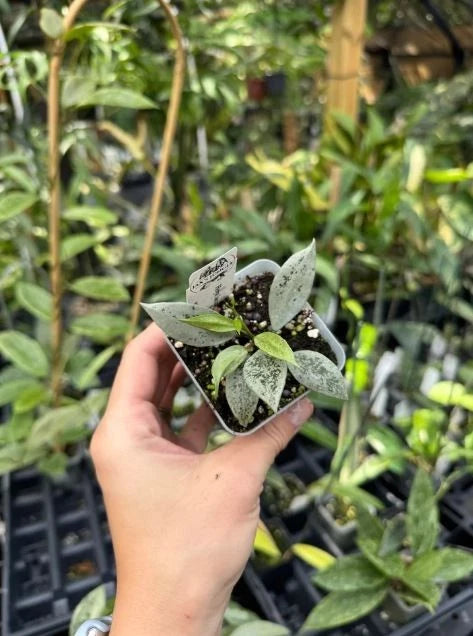 Stunning Hoya Lacunosa 'Leopard Skin' – Rare Tropical Wax Plant with Textured Foliage