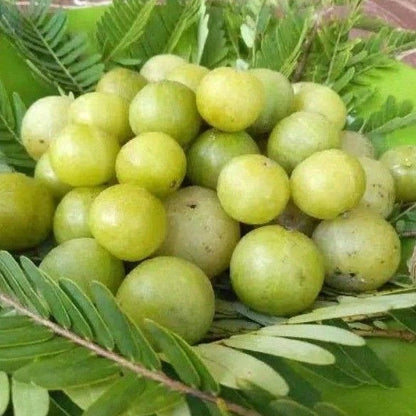 Indian Gooseberry (Phyllanthus emblica L.) – 50+ Premium Amla Seeds