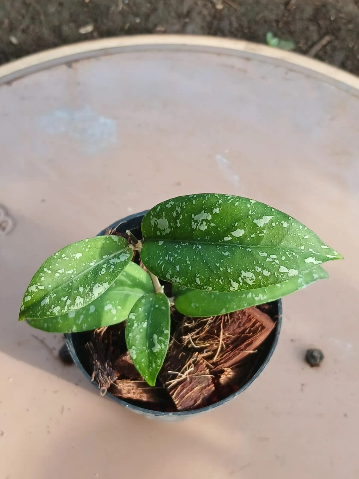 Hoya 'Snowfall' (sp. Aceh) – Rare Tropical Wax Plant