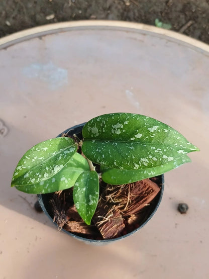 Hoya 'Snowfall' (sp. Aceh) – Rare Tropical Wax Plant