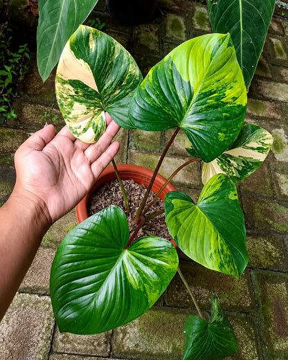 Homalomena rubescens 'Variegated' - Rare Collector's Aroid