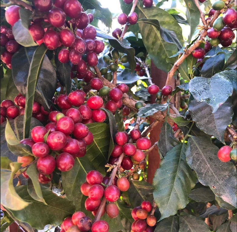 Centroamericano H1 Coffee Seeds (Coffea arabica hybrid / 120+ High-Yield Specialty Arabica Coffee Bean Seeds) – Premium Exotic Botanical Specimen Plant Seeds for Planting