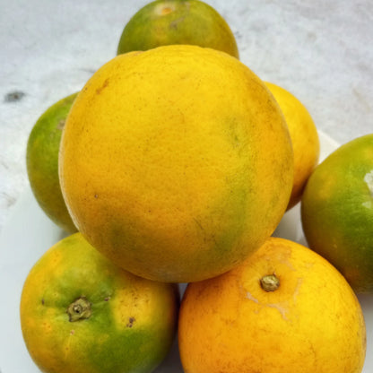 Baby Java Sunkist Seeds 100+ pcs (Citrus sinensis) – Premium Certified Sweet Orange Citrus Fruit Plant Seeds for Planting