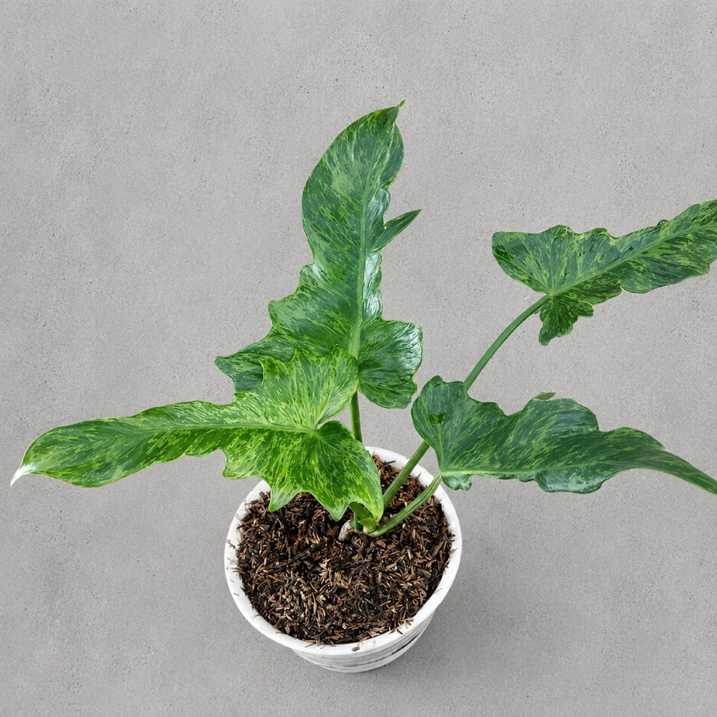 Philodendron 'Lime Fiddle' - Rare Neon Green Tropical Houseplant