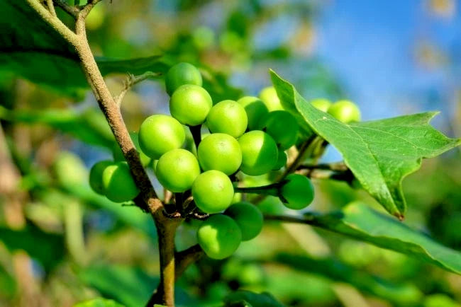 Turkey Berry Pea Eggplant Seeds (Solanum torvum) – 2.000++ Premium Fresh Culinary Takokak / Wild Eggplant Seeds for Planting