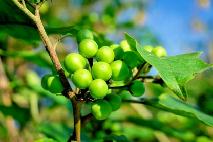 Turkey Berry Pea Eggplant Seeds (Solanum torvum) – 2.000++ Premium Fresh Culinary Takokak / Wild Eggplant Seeds for Planting