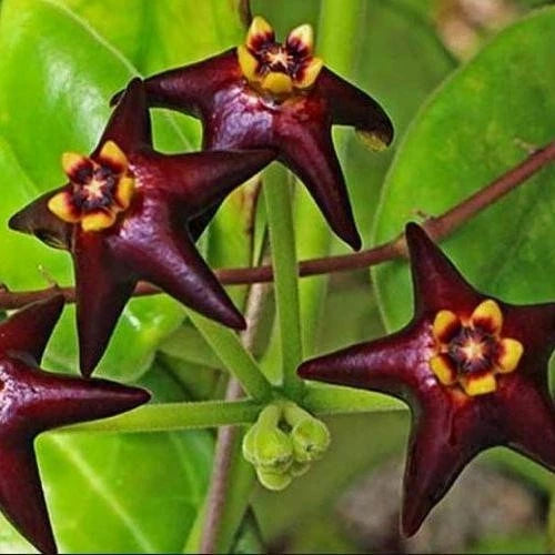 Rare Hoya Ciliata - Premium Black Flower Exotic Tropical Wax Plant