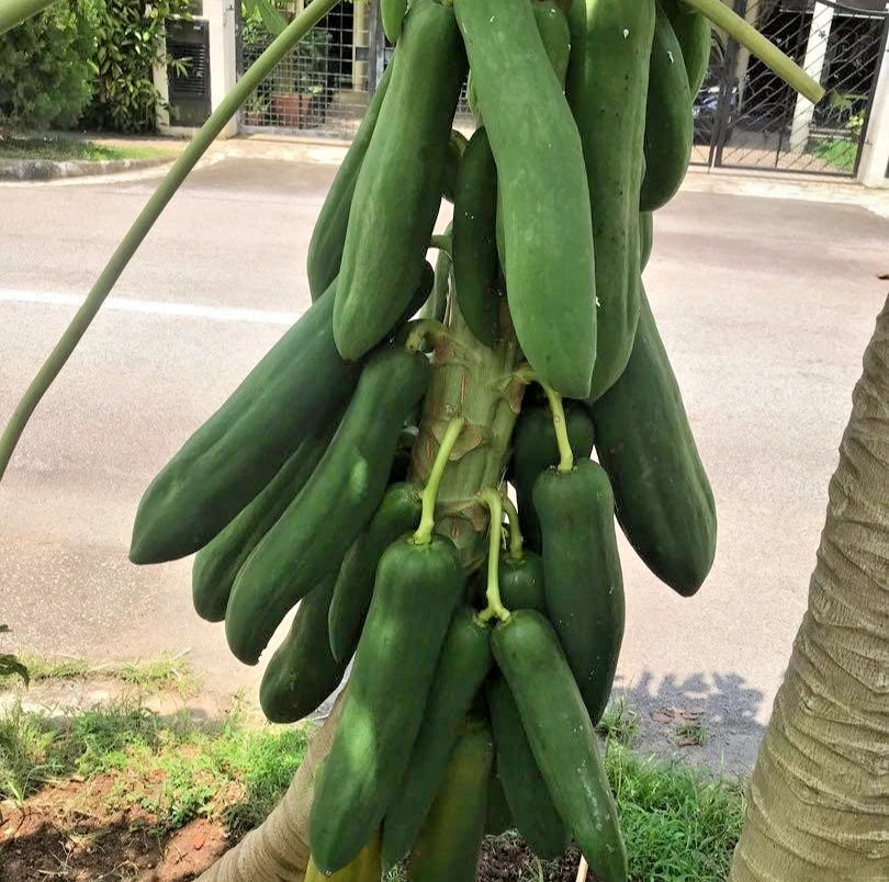 Kingsland Dwarf Papaya (Carica papaya) – 3,000+ Premium Seeds (Red Pawpaw)