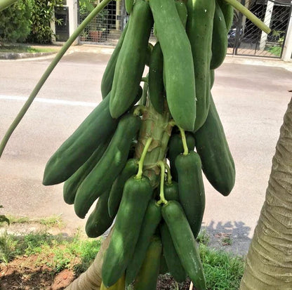 Kingsland Dwarf Papaya (Carica papaya) – 3,000+ Premium Seeds (Red Pawpaw)