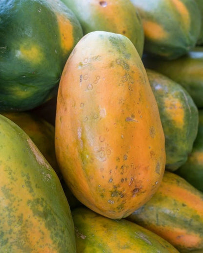 Extra Sweet Arum Bogor Papaya Seeds (Carica papaya) – High-Yield Tropical Fruit Seeds for Planting