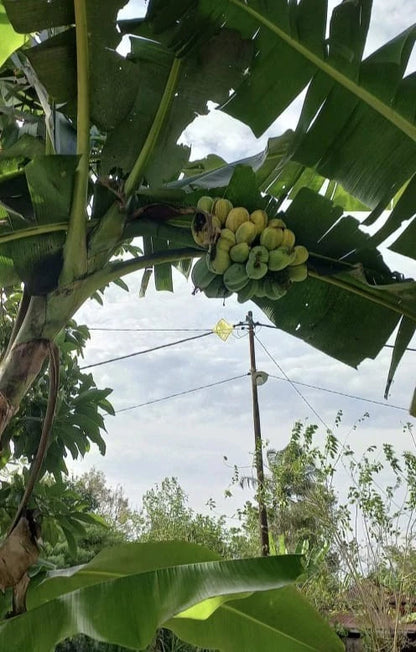 Kepok Banana Seeds (Musa acuminata x Musa balbisiana / 60+ Rare Tropical Plantain Banana Seeds) – Premium Exotic Botanical Specimen Plant Seeds for Planting
