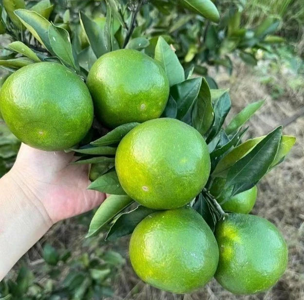Siam Orange Seeds (Citrus reticulata) – 100+ Premium Sweet Orange Seeds