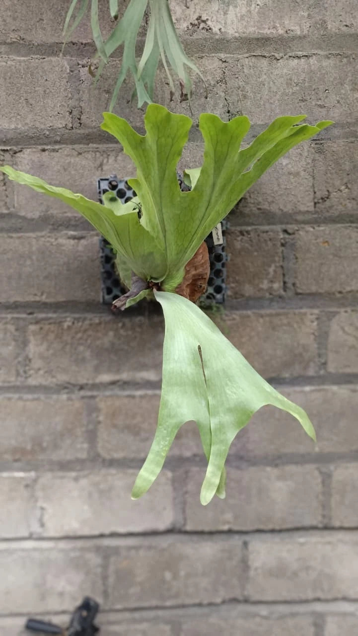 Platycerium grande – Giant Staghorn Fern (Collector's Specimen)