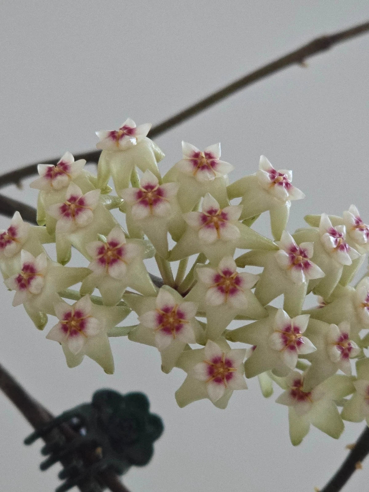 Hoya Snow Cui Silver Rare Tropical Indoor Outdoor Wax Plant Seeds / Cutting – Premium Certified Exotic Epiphytic Vine for Planting