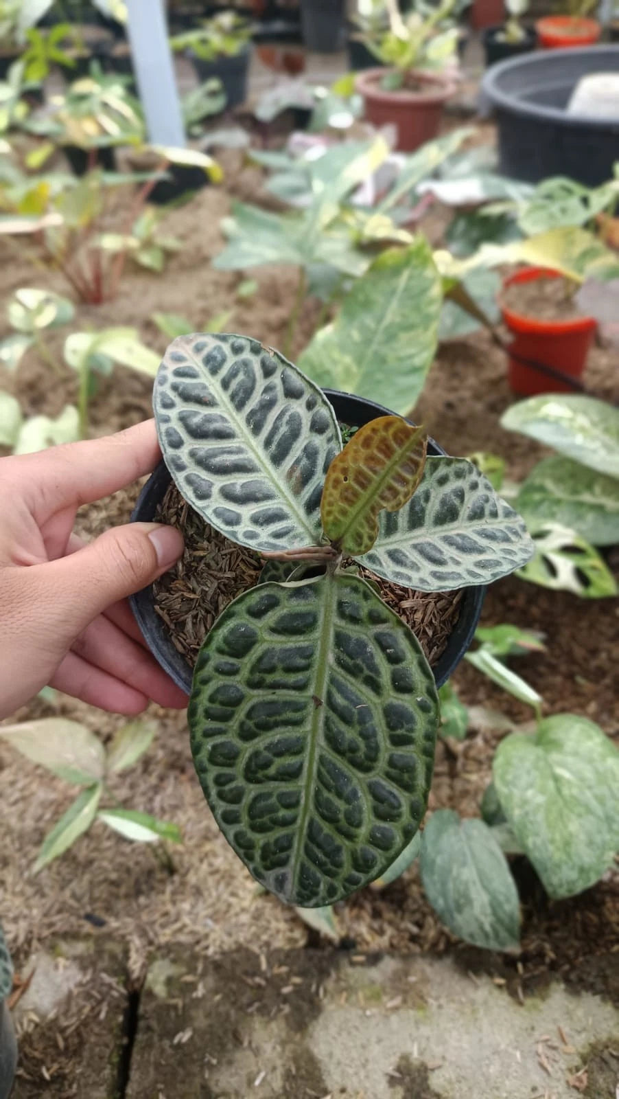 Labisia sp. 'Turtle Back' - Rare & Exotic Tropical Terrarium Plant