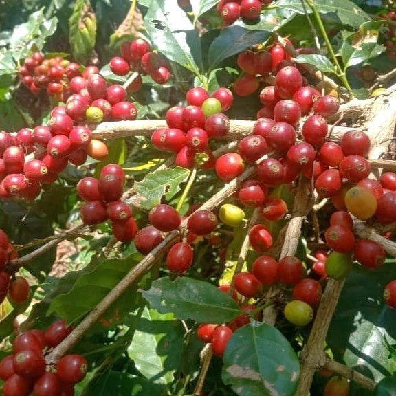 Kintamani Coffee Seeds (Coffea arabica var. Kintamani) – Premium Certified High-Yield Specialty Balinese Gourmet Coffee Bean Seeds for Planting (120 Pcs)