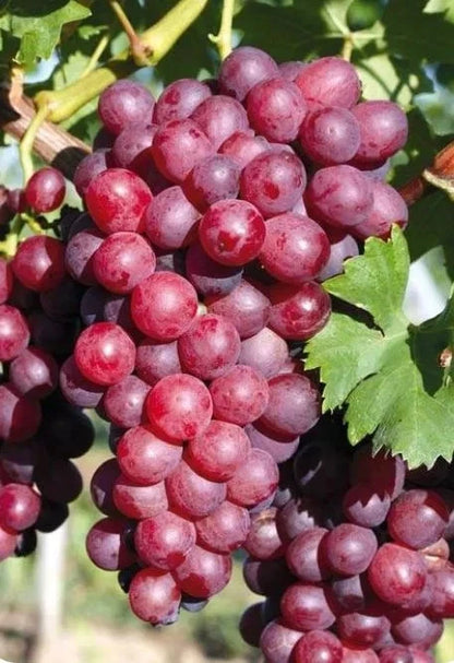 Ninel Grape Seeds (Vitis vinifera) – Premium Certified High-Yield Table Grape Vine Plant Seeds for Planting (100 Pcs)