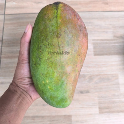 Premium Kiojay Mango Grafted Live Plant (Mangifera indica 'Kiojay') – Rare Exotic Tropical Fruit Tree Sapling (45cm–60cm) [Express Delivery]