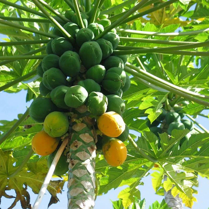 Exotica Papaya Seeds (Carica papaya var. Exotica) – Premium Sweet Red-Fleshed Tropical Fruit Tree Seeds for Planting (150 Pcs)