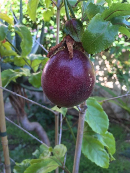 2,000+ Purple Passion Fruit Seeds (Passiflora edulis) | Tropical Vine | Edible Exotic Fruit | Fast Growing