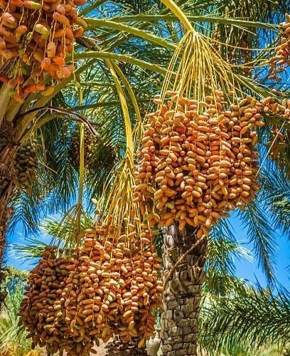 Mabroom Date Palm Seeds (Phoenix dactylifera 'Mabroom') – 35 pcs Premium Fresh Rare Slender Sweet Mabroum Dates Seeds for Planting