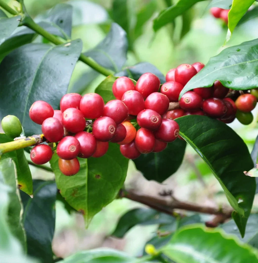 Geisha Ethiopian Coffee Seeds (Coffea arabica) – 120+ Premium Gesha Coffee Seeds for Planting