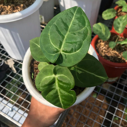 Anthurium forgetii x Ace of Spades - Rare Velvet Dark Leaf Aroid