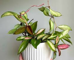 Hoya Lacunosa ‘Princess Lumina’ | Rare Tropical Wax Plant | Collector Hoya | Indoor Outdoor Houseplant