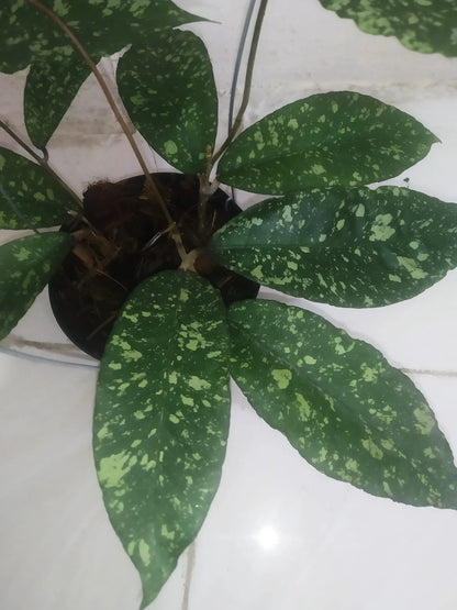 Rare 'Aceh Honey Dew' Hoya (Hoya sp. Aceh 'Honey Dew') – Elite Tropical Epiphyte Specimen (Collectors Quality)