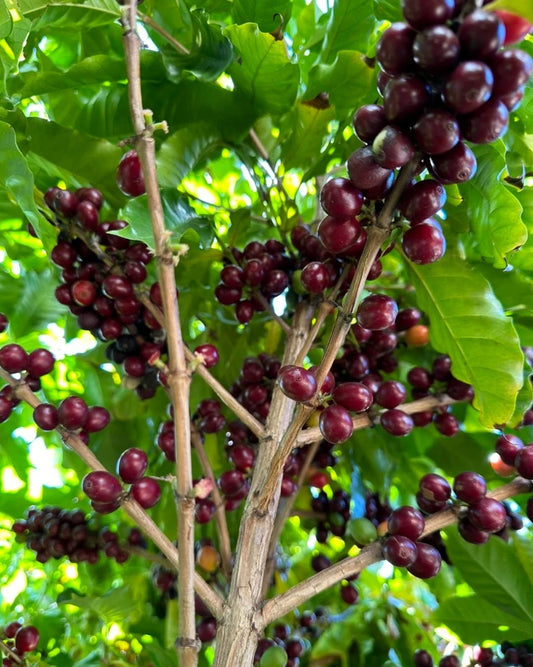 Antigua Coffee Seeds (Coffea sp. / 120+ Premium Volcanic Origin Specialty Coffee Bean Seeds) – Premium Botanical Specimen Plant Seeds for Planting
