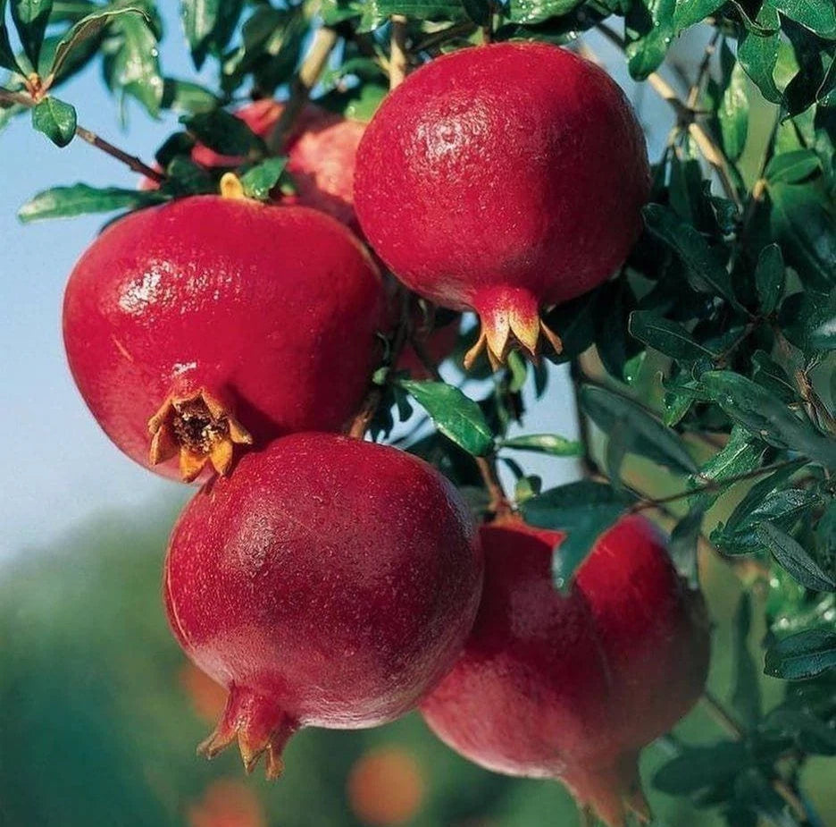 Kandhari Pomegranate Seeds (Punica granatum 'Kandhari') – 100 pcs Premium Fresh Rare Deep Crimson Sweet Kandhari Pomegranate Seeds for Planting