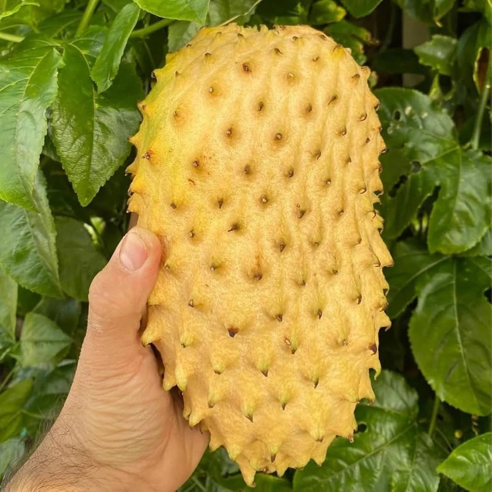 Organic Soursop Seeds var. Golden Soursop (Annona muricata) – Premium Golden Guanabana Fruit Seeds for Planting (100+ Pcs)