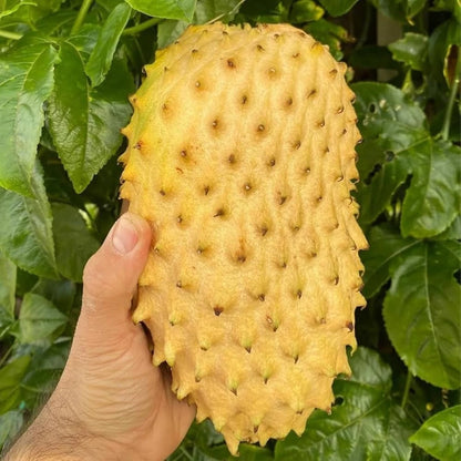 Organic Soursop Seeds var. Golden Soursop (Annona muricata) – Premium Golden Guanabana Fruit Seeds for Planting (100+ Pcs)