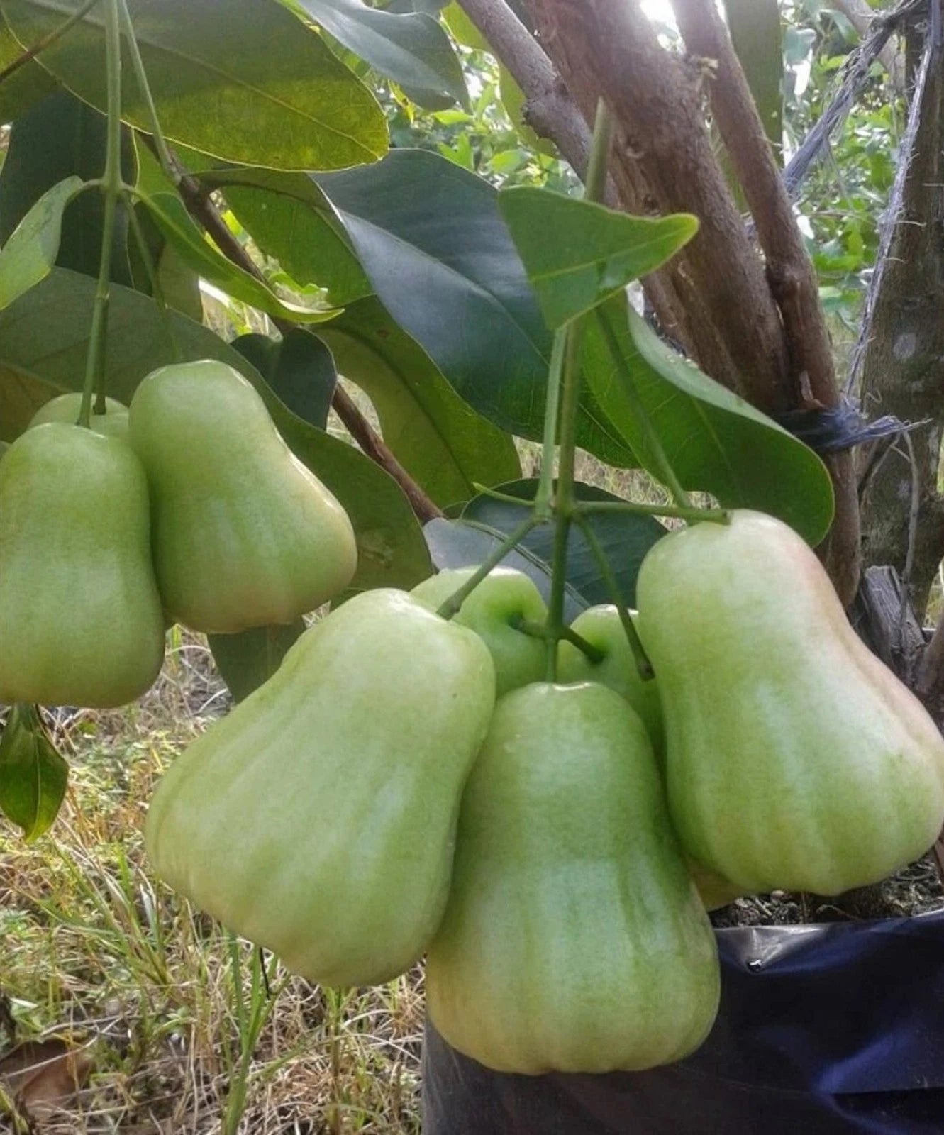 Grafted 'Deli Honey' Water Apple (Jambu Air) – Premium Tropical Fruit Tree