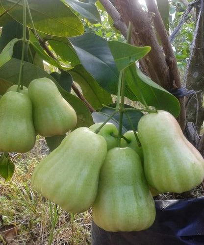 Grafted 'Deli Honey' Water Apple (Jambu Air) – Premium Tropical Fruit Tree