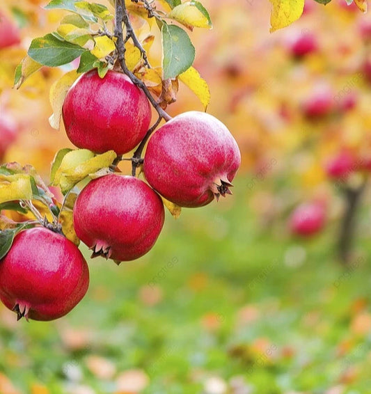 100+ Red Pomegranate Seeds (Punica granatum var. rubrum) – Premium Deep Ruby Sweet Fruit Tree & Orchard Seeds for Planting