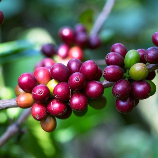 Ateng Super Coffee Seeds (Coffea sp. / 120+ Premium Indonesian Specialty Coffee Bean Seeds) – Premium Botanical Specimen Plant Seeds for Planting