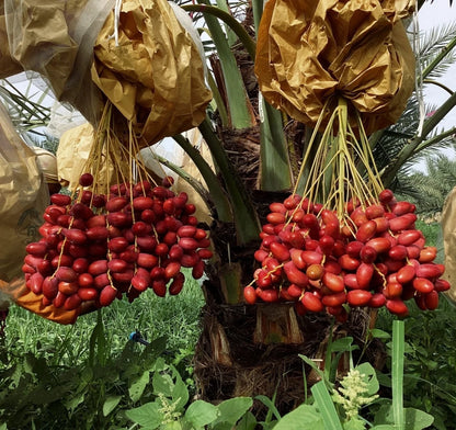 Premium 'Khuneizi' Date Palm Seeds (Phoenix dactylifera) – Authentic Omani/Emirati Heritage Red Date Cultivar (35 Count)