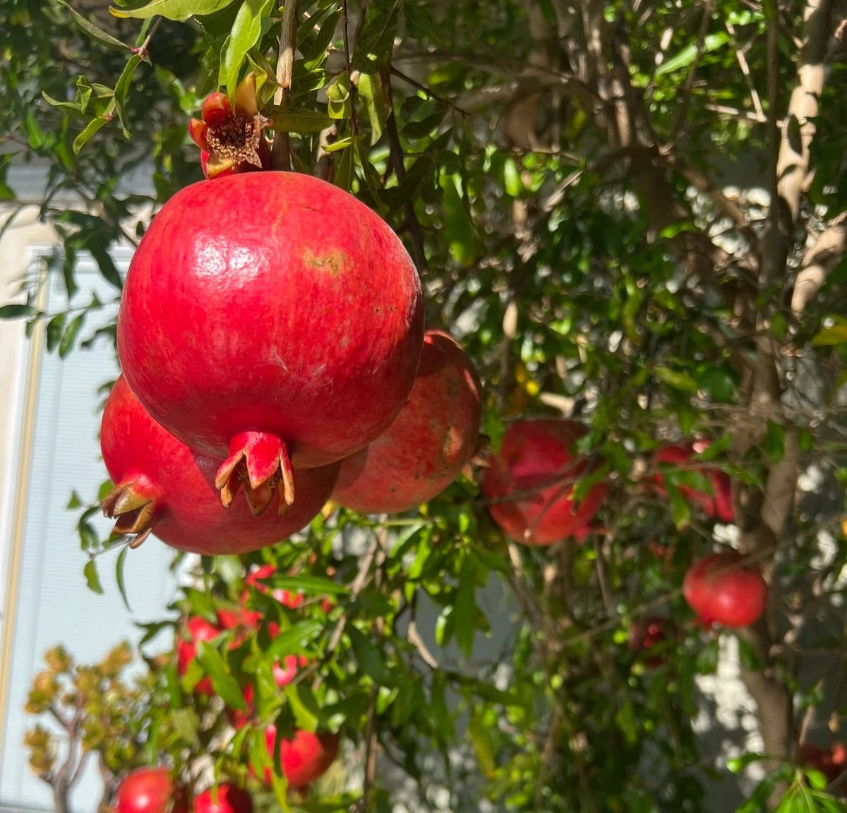 Kesar Pomegranate Seeds (Punica granatum 'Kesar') – 100+ Premium Fresh Rare Sweet Red Pomegranate Seeds