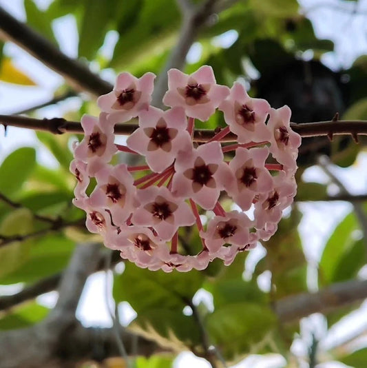 Hoya Carnosa 'Clinton Jade' (Rare Tropical Wax Plant / Variegated Succulent Vine) – Premium Exotic Houseplant & Botanical Specimen