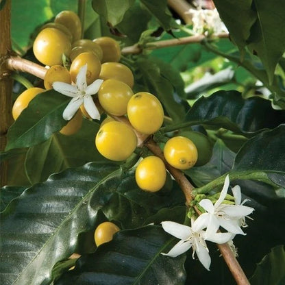 Sidra Yellow Coffee Seeds (Coffea arabica hybrid) – Bulk Rare Exotic Highland Yellow Bourbon-Typica Specialty Coffee Beans for Planting