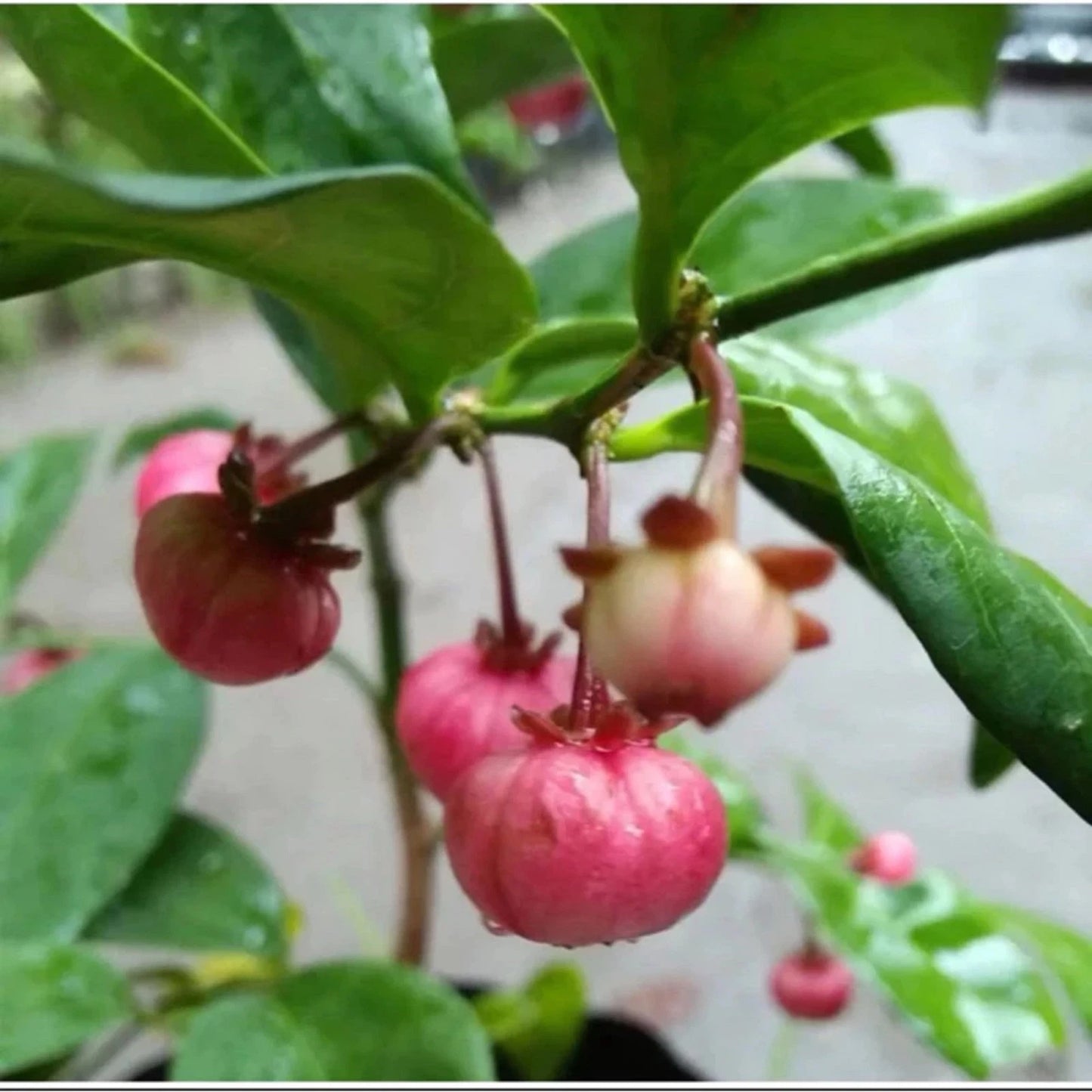 Premium Grafted Mangosteen (Manggis) - Queen of Tropical Fruits