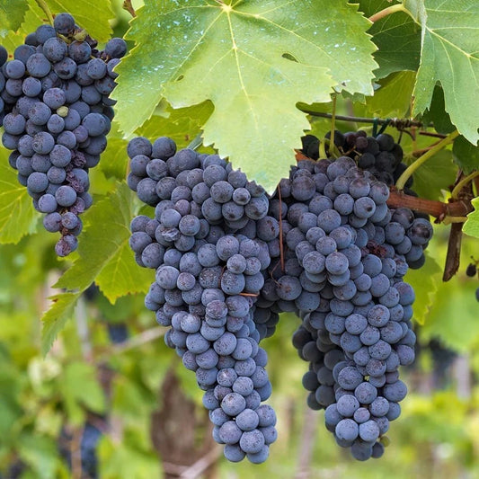 Concord Grape Seeds (Vitis labrusca / 100+ Premium Hardy American Table & Juice Grape Seeds) – Premium Exotic Botanical Specimen Plant Seeds for Planting